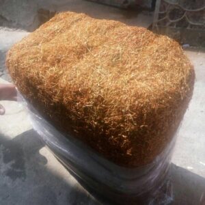 Tembakau Campalok