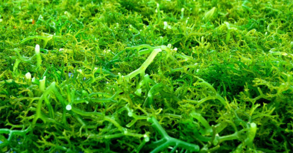 Rumput laut - Image 3