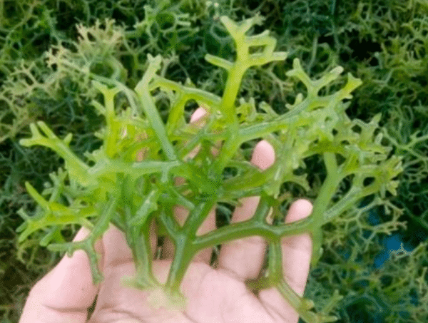 Rumput laut - Image 2