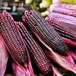 Jagung ketan