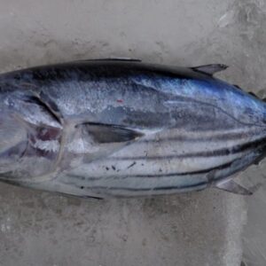 Ikan cakalang