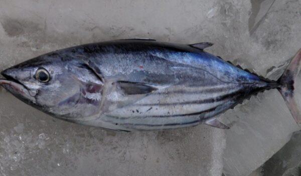 Ikan cakalang