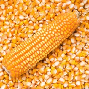 Jagung