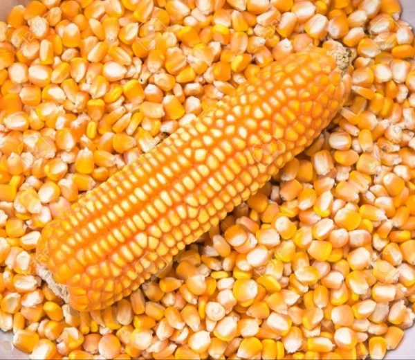 Jagung