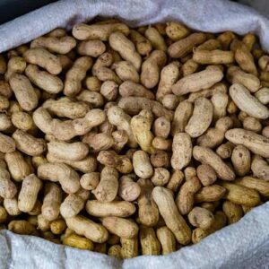 Kacang tanah