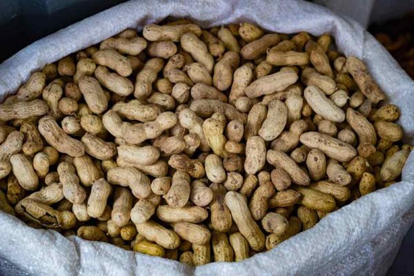 Kacang tanah