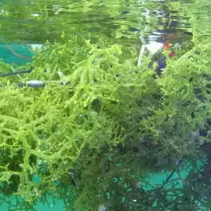 Rumput laut