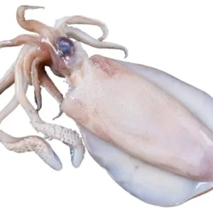 Sotong