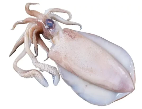 Sotong